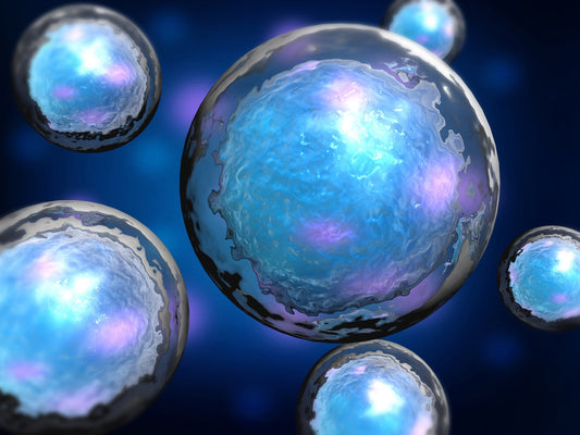 What Are Cellular Senescent Markers